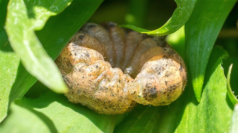 Close-up of cutworm on plant