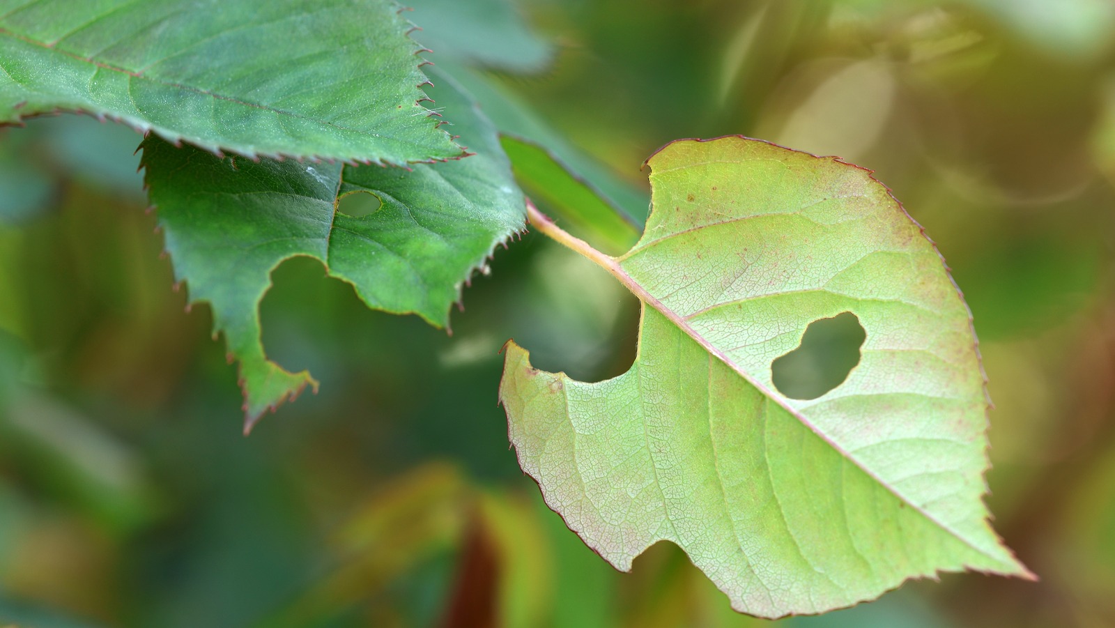 How To Keep Pesky Slugs From Snacking On Your Roses