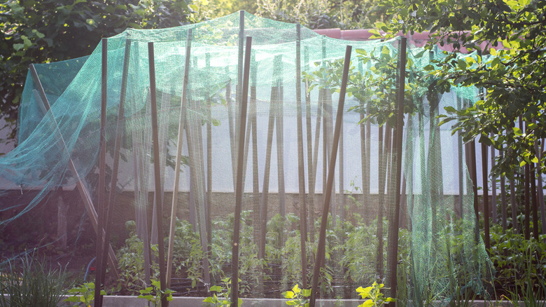 Protective plant net over cucumber plant crop in a garden