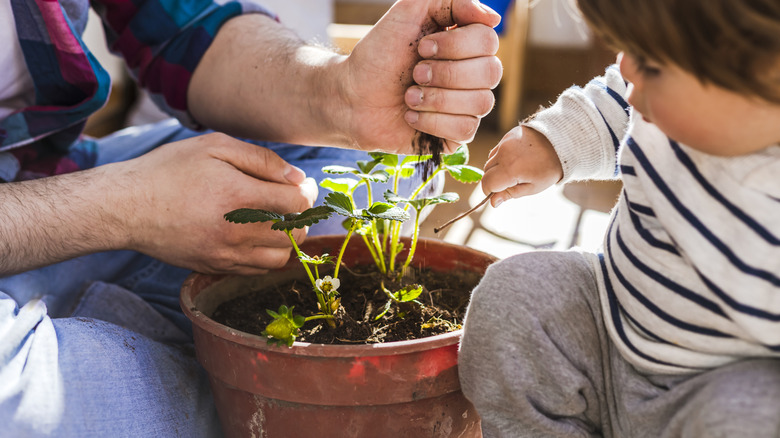 A man and a toddler looking after a strawberry plant