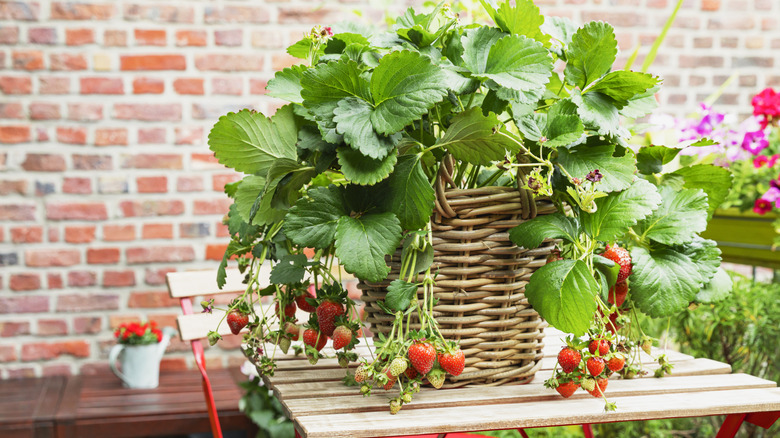 Stawberry plant in container with fresh fruit
