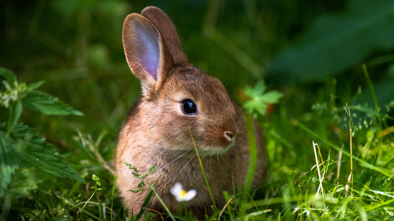 rabbit in a garden