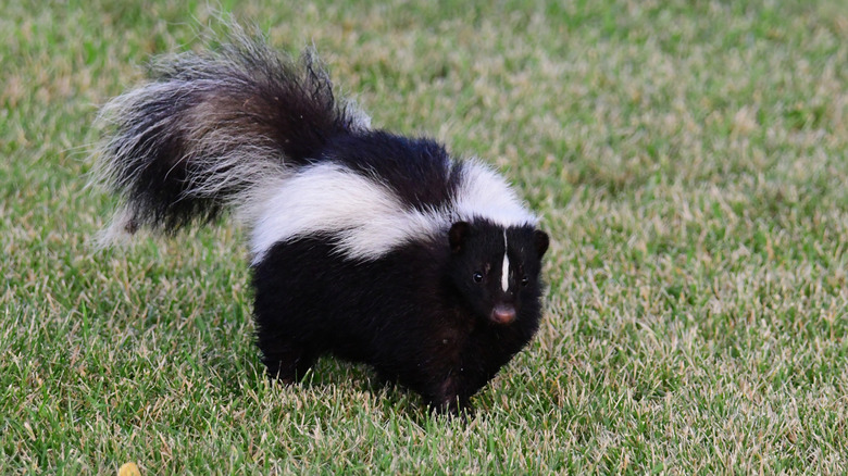 Skunk walking on lawn in yard