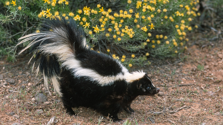 Skunk walking around yard with yellow flowers in background