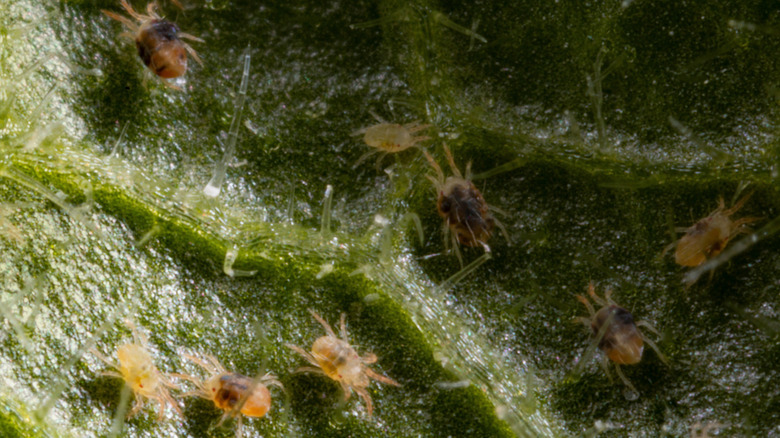 close-up of spider mites on plant