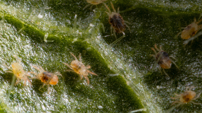 close-up of spider mites on plant