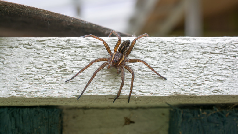 A large brown spider on a patio railing