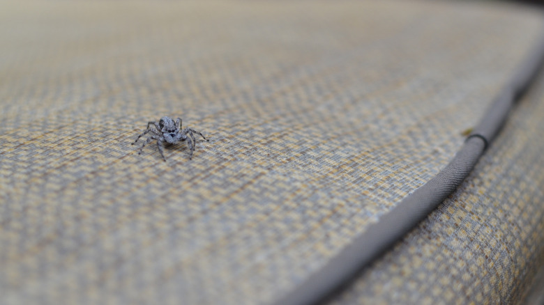 A small spider on a patio chair cushion