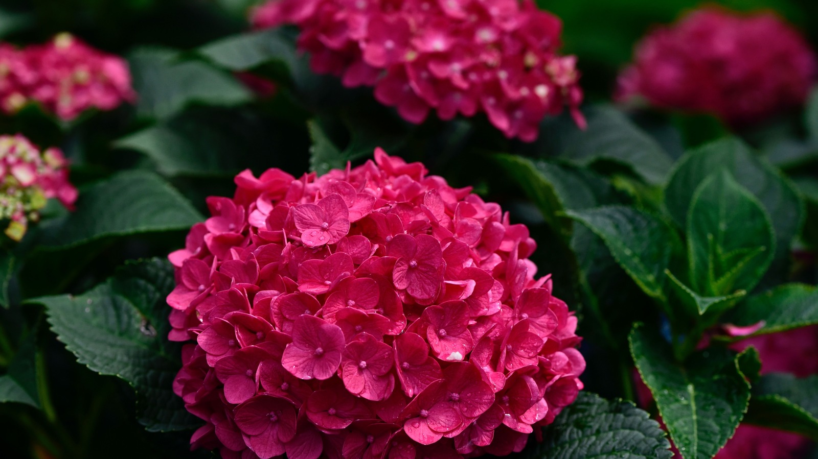 How To Keep Summer Crush Hydrangeas Happy In Intense Summer Heat