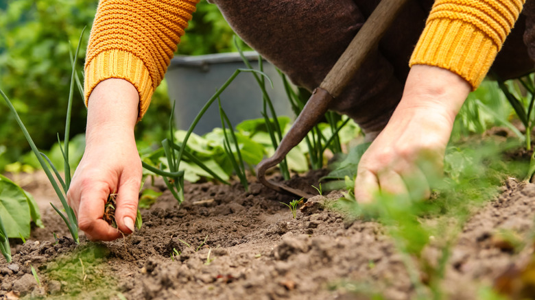 A closeup pf someone hand-pulling weeds out of their garden.