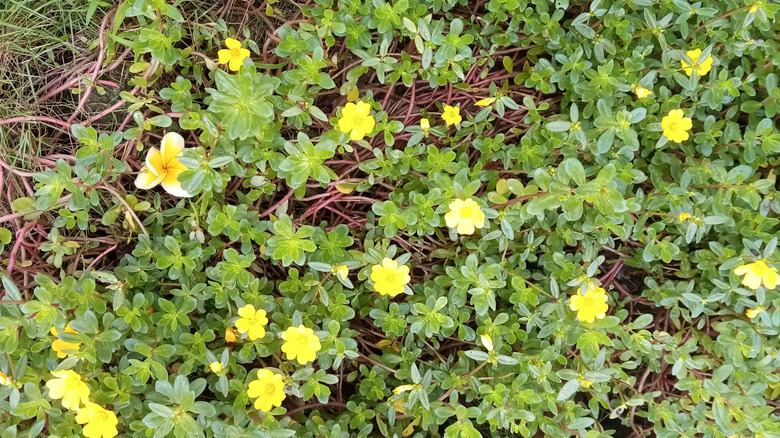 A closeup of the Purslane plant with yellow flowers budding from it.