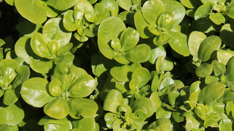 A closeup of the common Purslane plant's leaves, before the flowers have bloomed on it.
