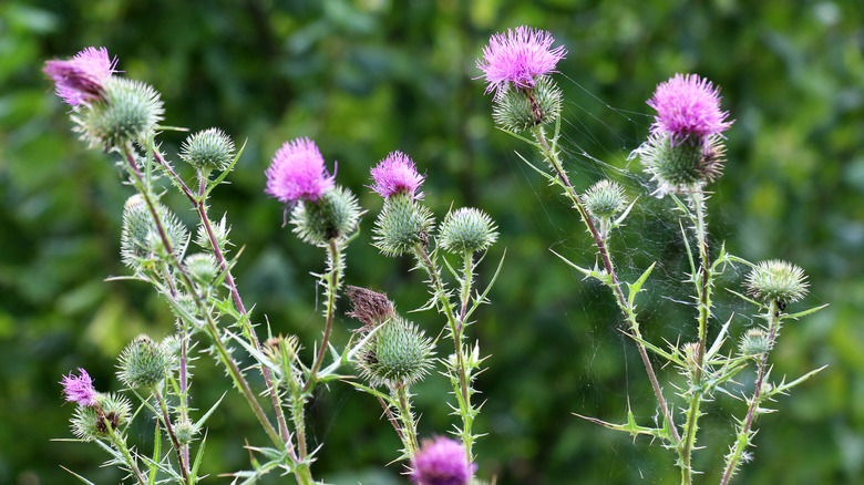 Close up shot of common thistle blossoms