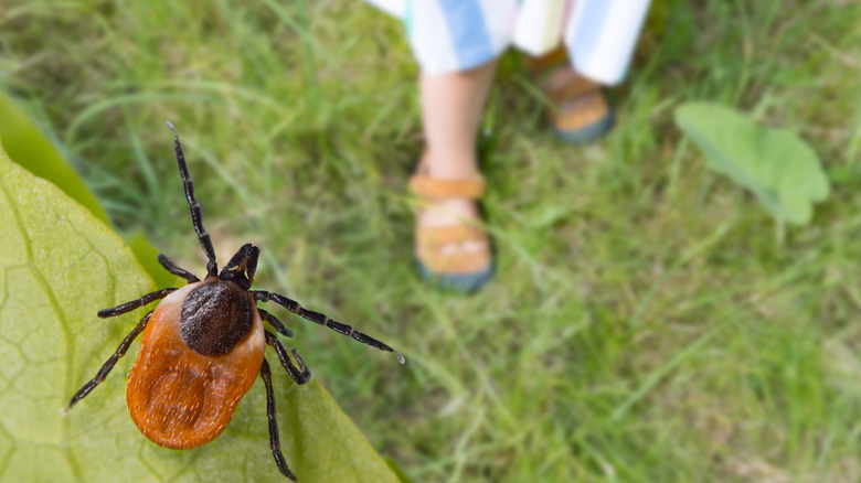 Tick on leaf