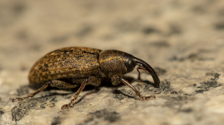 weevil crawling over surface
