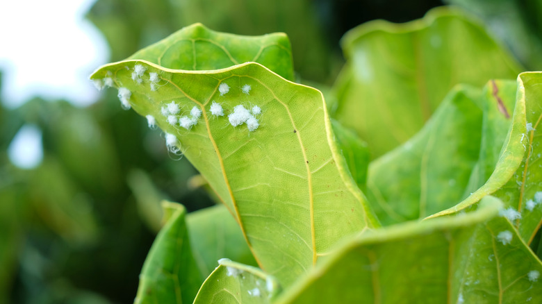 Woolly aphids on curled leaf