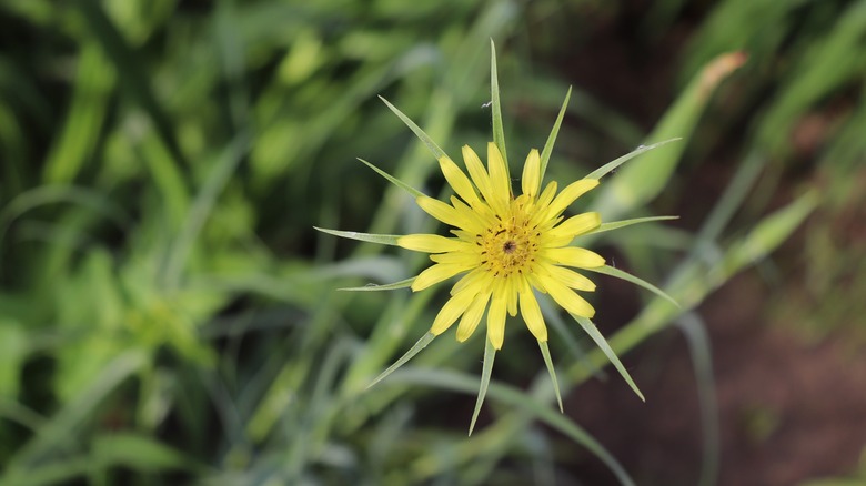 yellow salsify flower
