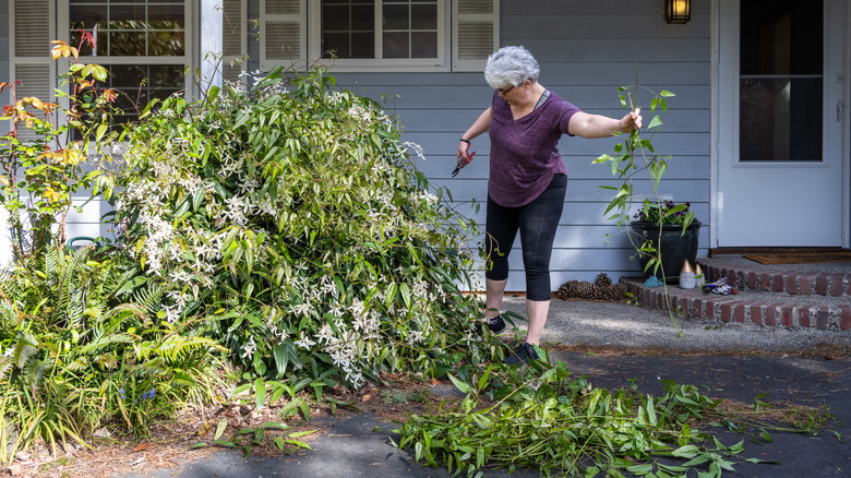A gardener cutting back a large clematis vine