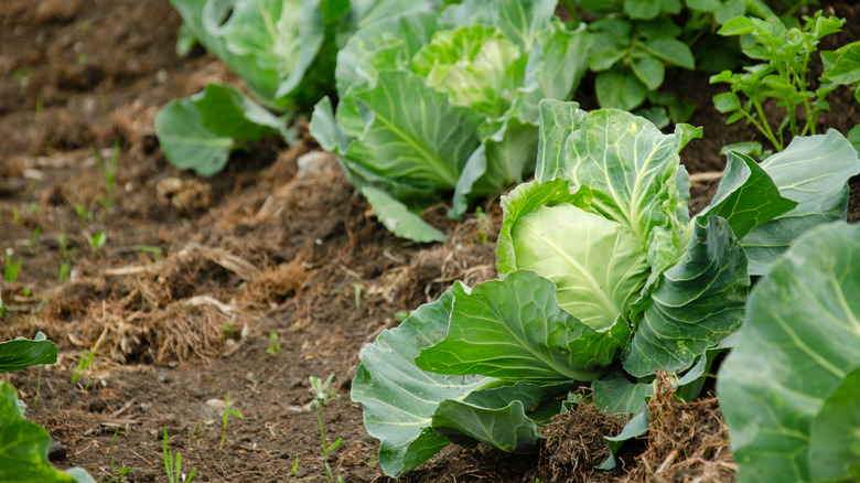 Cabbage growing in ground