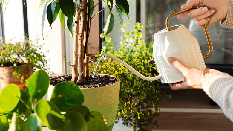 Person watering plants