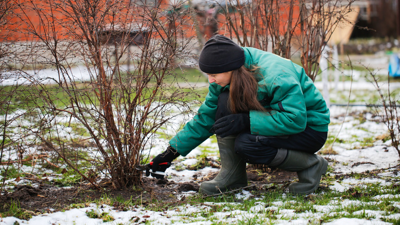 Woman gardening in the winter