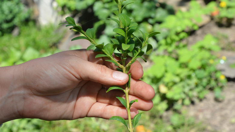 Person holding boxwood cutting