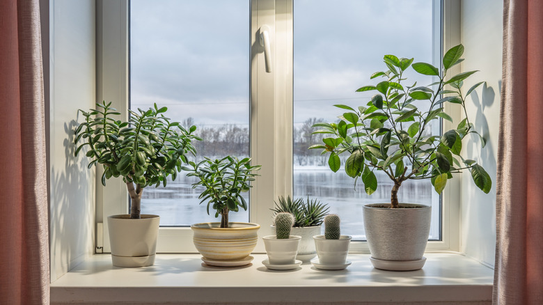 Healthy plants look out on a winter scene.