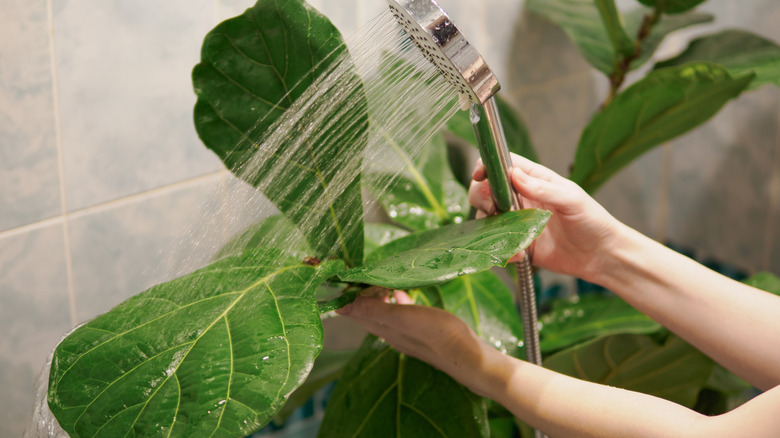 Cleaning foliage with a shower sprayer is one option for cleaning.