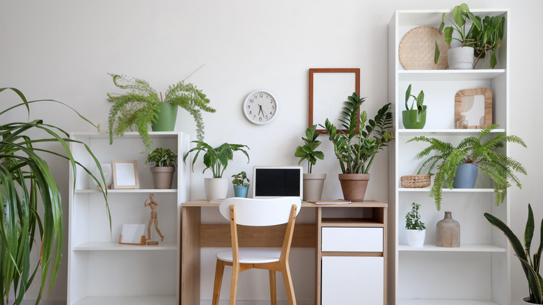 White shelves with plants and décor﻿