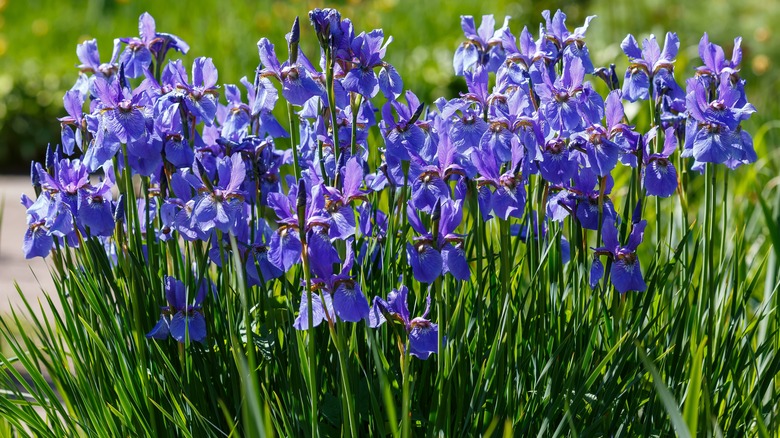 Iris in garden