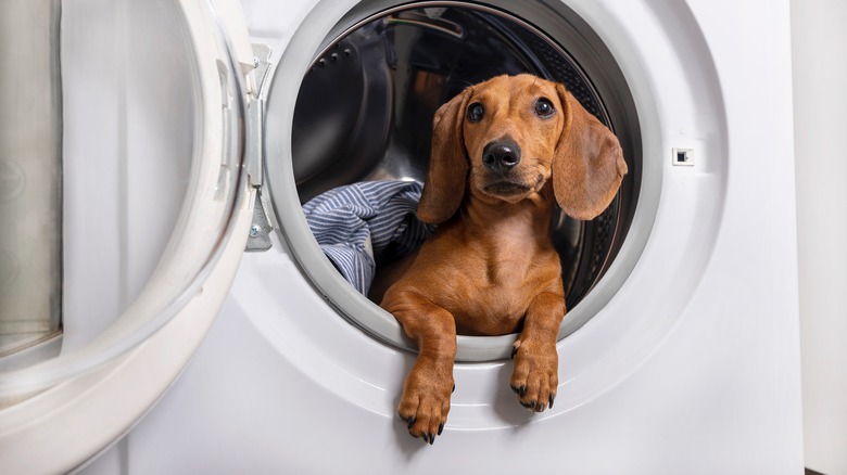 Dog playing in the dryer