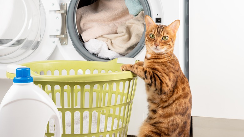 Cat in laundry room