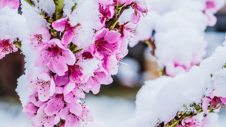 Peach blossoms are covered with snow in the winter.