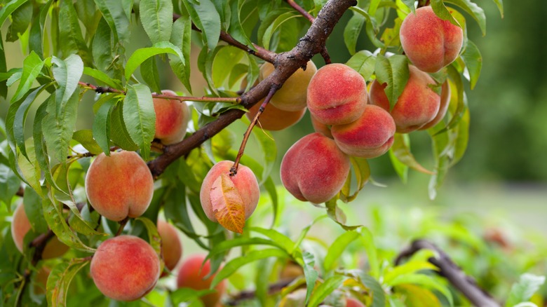 Healthy peaches hand from peach tree after optimal winter care.