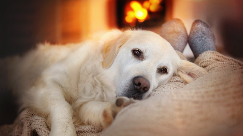 Person with dog and fireplace