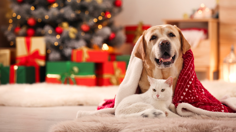 dog and cat at Christmas