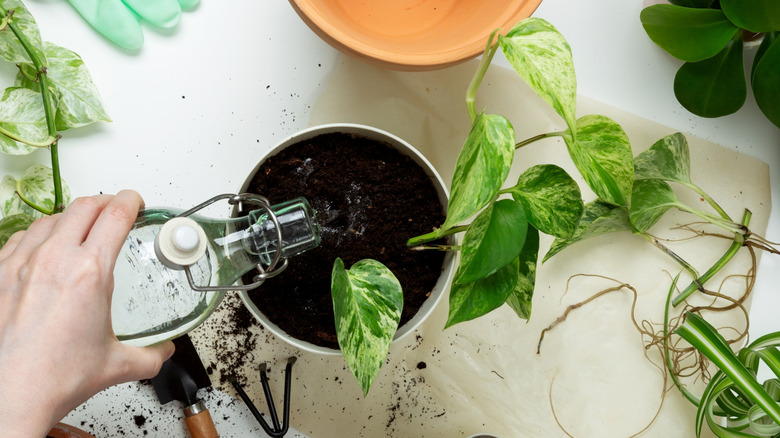 A photo taken from above shows a hand pouring water into a pothos plant