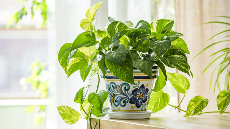A pothos in a painted pot sits on a table while bright light streams in from a nearby window