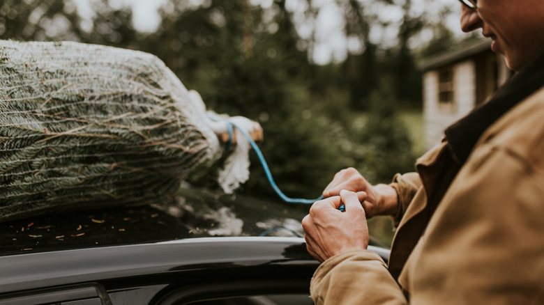 Person tying netted Christmas tree to car roof