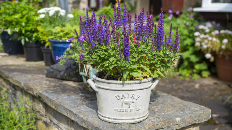 salvias growing in a pot
