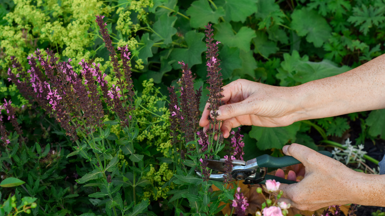Woman's hands cutting down faded Salvia blooms