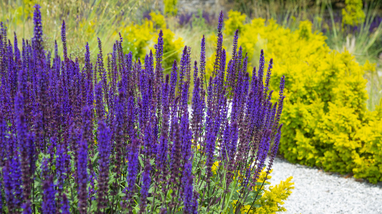 The deep purple flowers of the Salvia in a flower bed