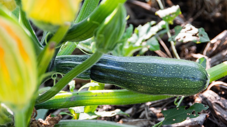 Healthy zucchini and stem