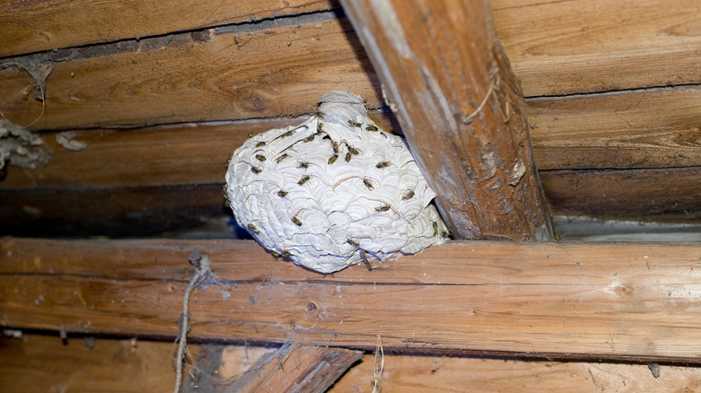 Wasp nest on attic beams
