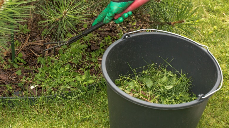 A gardener with green gloves removing grass and weeds