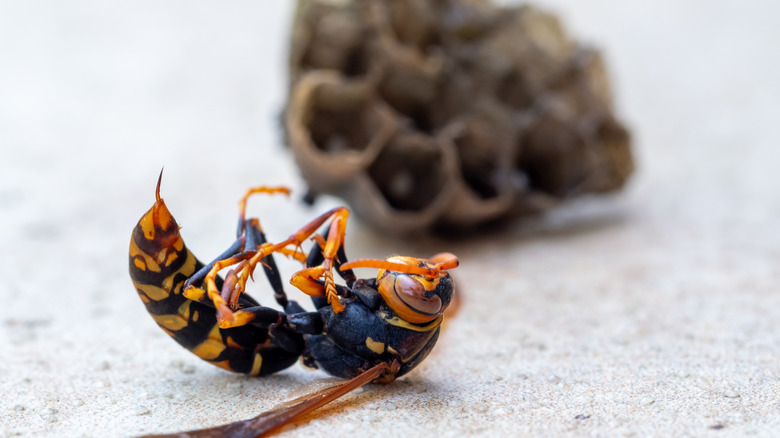 A dead wasp with a fallen nest