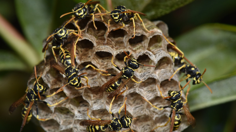 Wasps clustered around their nest