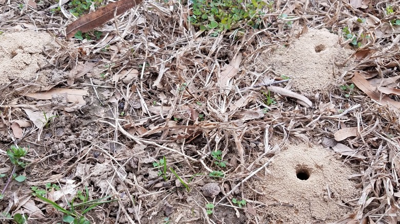 Holes cicadas emerge from 