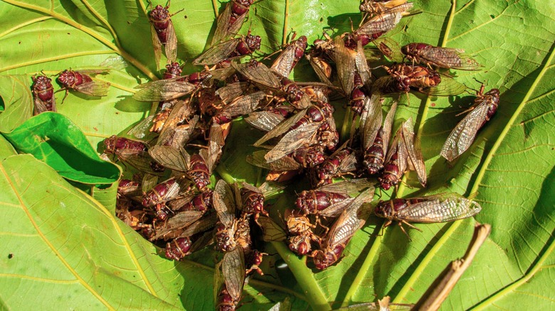 Horde of cicadas on plants 