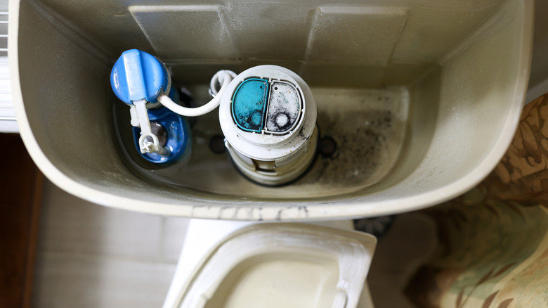 Black mold in toilet tank